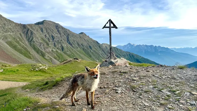 Una volpe davanti alla croce di vetta sopra il rifugio